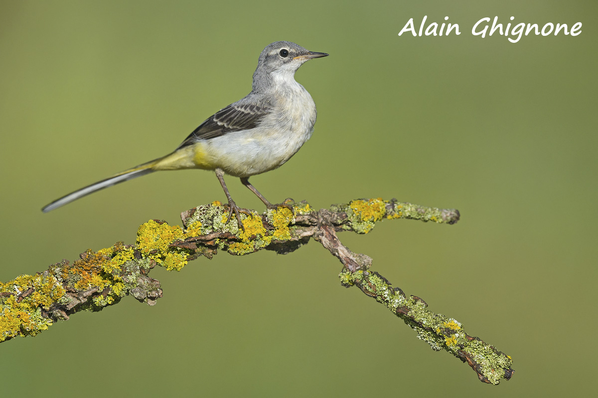 reportage ballerina gialla ...